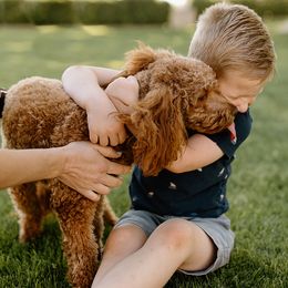 Goldendoodles from Hello Goldendoodle