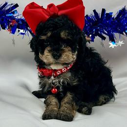 Sofia - Black female Poodle puppy in Lancaster, Missouri from Cavapoo Acres