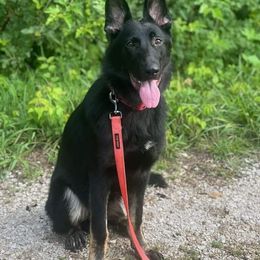 German Shepherd All Grown Up from Legacy Shepherd Kennels LLC