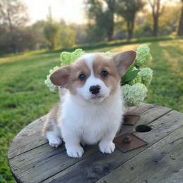 Darla - Sable female Pembroke Welsh Corgi puppy in Houston, Missouri from Pistol Creek Puppies