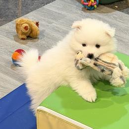 Little boy - White male American Eskimo Dog puppy in Duluth, Minnesota from Highland American Eskimo Dogs