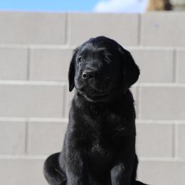 Labrador Retriever Puppies from Heather Luis