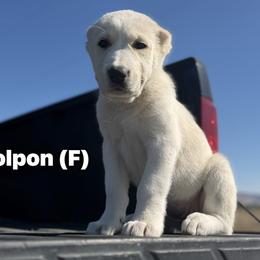 Boy 4 - male Central Asian Shepherd Dog puppy in Island City, Oregon from Alabaivalley