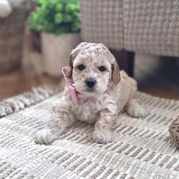 Meet McKenzie :) - Apricot female Cavapoo puppy in Centerville, Iowa from Barnyard Dachshunds, Dals & Doodles