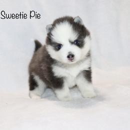 Sweetie Pie - Blue female Pomsky puppy in Denham Springs, Louisiana from Bayouland Pomskies