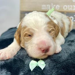 Teal Male - Parti male Goldendoodle puppy in Great Falls, Montana from Montana Goldendoodles