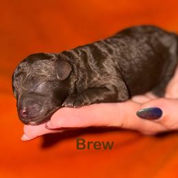 Brew - Brown male Poodle puppy in Ardmore, Oklahoma from The Poodles of Green Acres