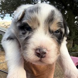Cutthroat - Blue merle male Australian Shepherd puppy in San Jose, California from Dirty Laundry Australian Shepherds