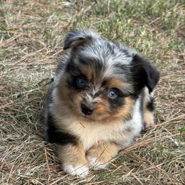Copperfield - Blue merle male Toy Australian Shepherd puppy in Leitchfield, Kentucky from Legendmaker MAS