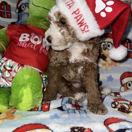 Max - Apricot male Poodle puppy in Patterson, New York from Pixie Poodles