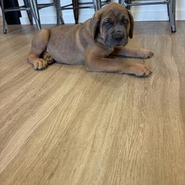 Boy 3 - Gray and fawn male Cane Corso puppy in Tremonton, Utah from Westland Kennels