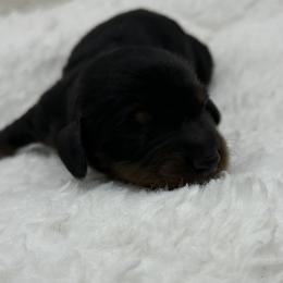 No collar male - Black and tan male Dachshund puppy in Maurice, Louisiana from Hart Dachshunds