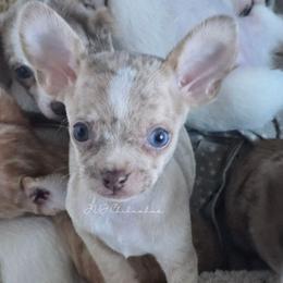 Cindy - Merle female Chihuahua puppy in El Paso, Texas from JVJ Chihuahua