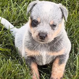 Captain - Blue mottled male Australian Cattle Dog puppy in Billings, Montana from Sugarloaf French bulldogs and Australian cattle dogs