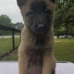 Belgian Malinois from Iron Wolf Malinois