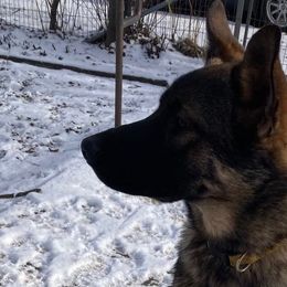 Boy 1 - German Shepherd puppy in Modoc County, California from Vom Marischal Working Lines German Shepherd Dogs