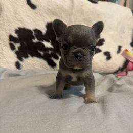 Ike - Blue male French Bulldog puppy in Gerber, California from In The Zone Dog Training and Breeding