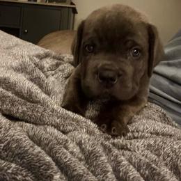 Green - Black brindle male Cane Corso puppy in Williamstown, Kentucky from Ridge Top Cane Corso