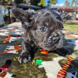 Abby - Black and white female French Bulldog puppy in Bend, Oregon from High Lakes Frenchies