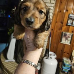 Dachshund Puppies from A&R Dachshund