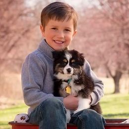 Miniature Australian Shepherd and Toy Australian Shepherd Puppies from Aussie What You Did There