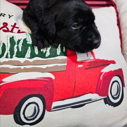 Boy 1 - Black male Labrador Retriever puppy in Soddy Daisy, Tennessee from Lakeside Labs