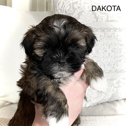 "Available " Shichon Puppies from Judi’s Shichons