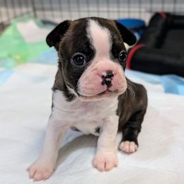 Magnus - Black brindle and white male Boston Terrier puppy in Oak Hills, California from All American Boston Terriers