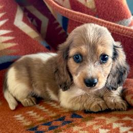 Boy 3- ONE BLUE EYE - Dapple male Dachshund puppy in Okeechobee, Florida from HotShot Kennels