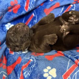 Pepper - Brown female Newfoundland puppy in Silver Creek, New York from Boo N’ Bubs Newfoundlands