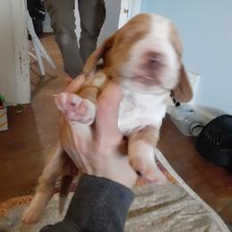 Chip - Tan and white male Basset Hound puppy in Garrett, Indiana from Bad and Boujee Basset Hounds