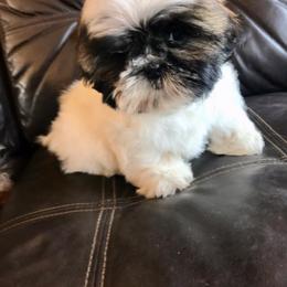 Shih Tzu Puppies from Willow Lane Shih Tzus