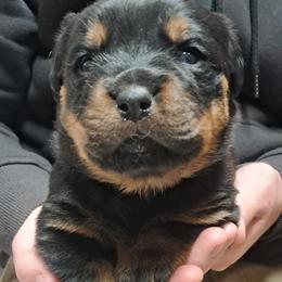 Boy 6 - Black and mahogany male Rottweiler puppy in De Witt, Iowa from Irish Eyes Kennels