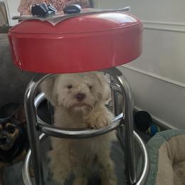 Shih Tzu All Grown Up from Oodles of Poodles & Doodles