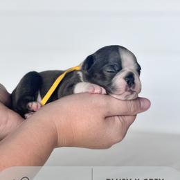 Pikachu - Blue male Boston Terrier puppy in West Jefferson, Ohio from Kline Kennels