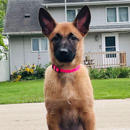 Azrael - Fawn Belgian Malinois puppy in Rock Falls, Illinois from Pyrex Kennels