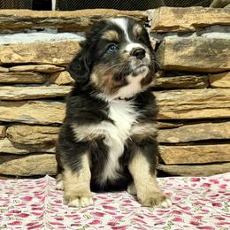 Leo - Black tri-color male Australian Shepherd puppy in Red Springs, North Carolina from Julia Rose Ranch