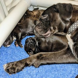 Boxer Puppies from Penny’s Boxer Puppies