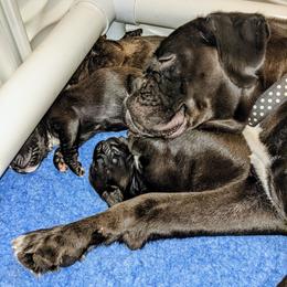Boxer Puppies from Penny’s Boxer Puppies