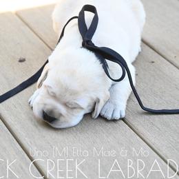 Labrador Retriever Puppies from ROCK CREEK LABRADORS