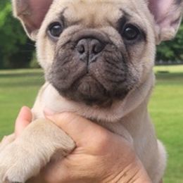 French Bulldogs from Stacie's French Bulldogs