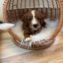 Valentino - Red  male Goldendoodle puppy in San Jose, California from Doodle Amore