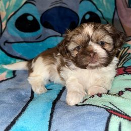 Penny - Tricolor female Shih Tzu puppy in Birmingham, Alabama from Lavender Lane Tzus