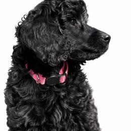 Francesca - Black female Poodle puppy in Hartselle, Alabama from Phare Poodles