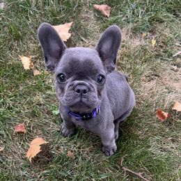 French Bulldog puppies from House of Frenchies