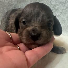 Dappled Danny Boy - Dapple male Dachshund puppy in Saint Peter, Illinois from Ashton’s Doxies of Southern IL