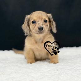 Freckles - Dapple male Dachshund puppy in Nashville, Arkansas from Cuddles n Curls