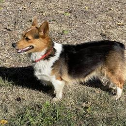 Pembroke Welsh Corgi Puppies from Chase Em All Corgis