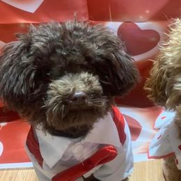 Golden Retrievers and Poodles from Meagan Nielson’s Precious Pups