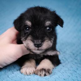 Mr.White - Black and silver male Miniature Schnauzer puppy in Queen Creek, Arizona from Chapman Schnauzers